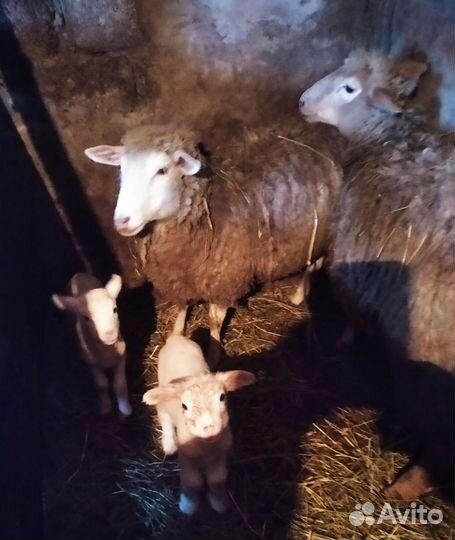 Овцы бараны