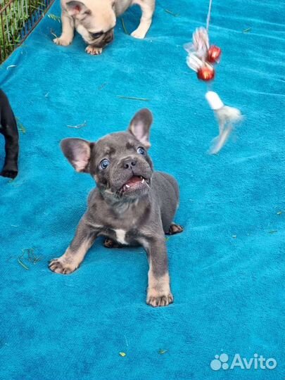 Французский бульдог щенки