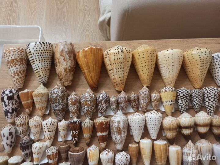 Морская раковина