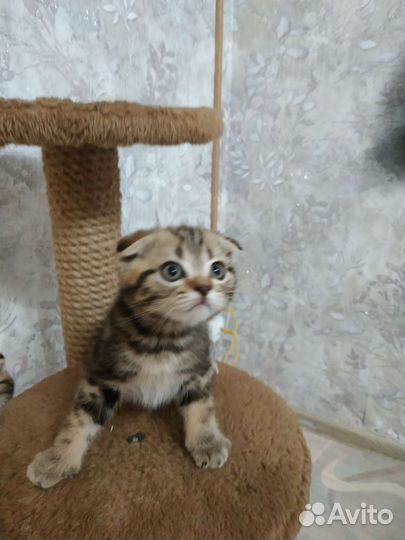 Шотландские котята