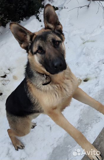 Немецкая овчарка