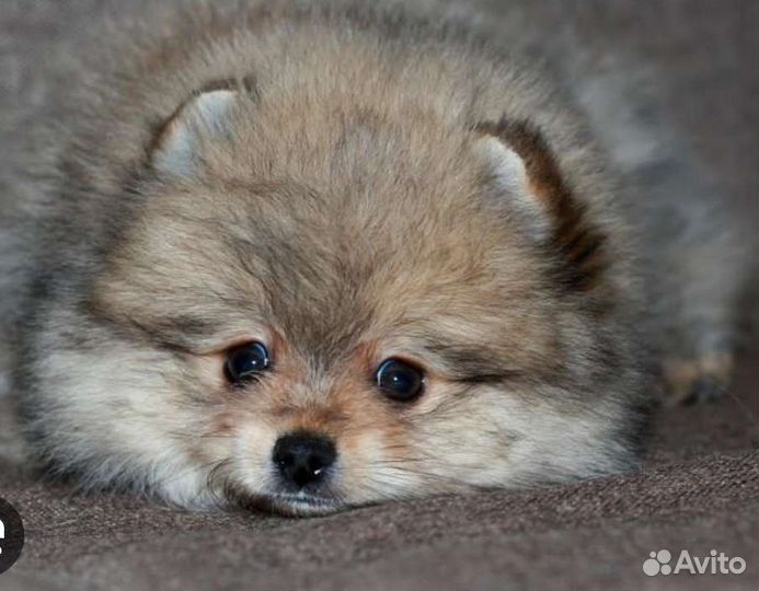 Щенки померанского шпица медвежьего типа