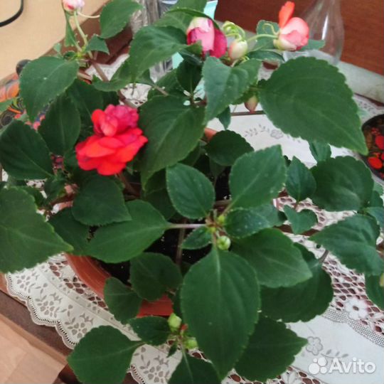 Бальзамин махровый