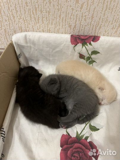 Шотландские котята