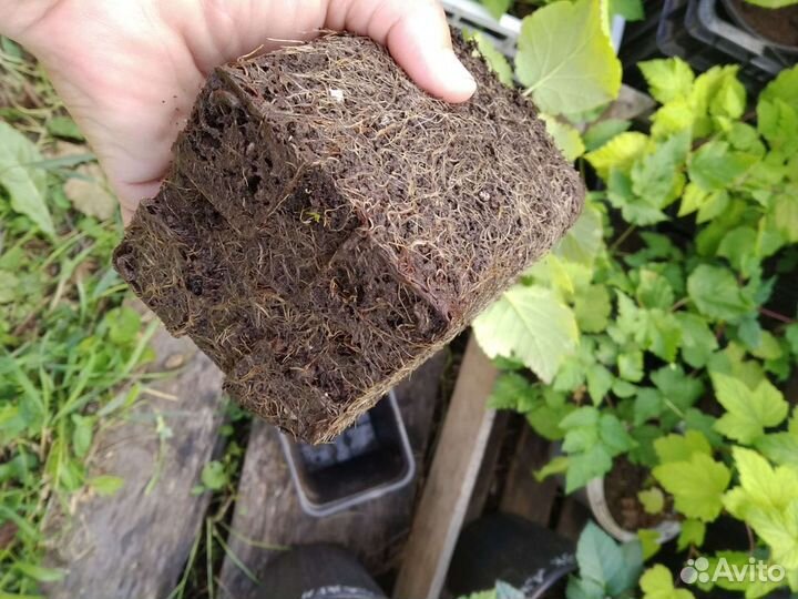 Малина Лячка