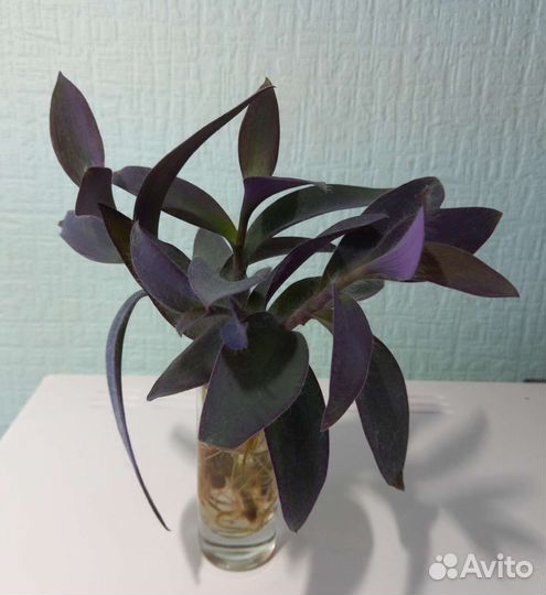 Оксалис, Сеткреазия, Толстянка