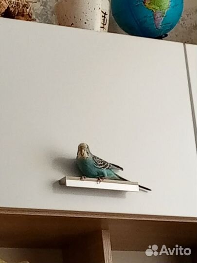 Волнистый попугай