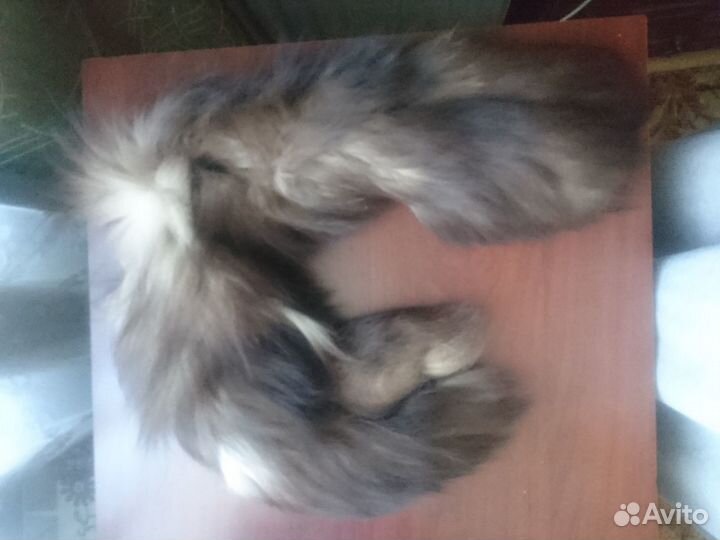 Лисий воротник