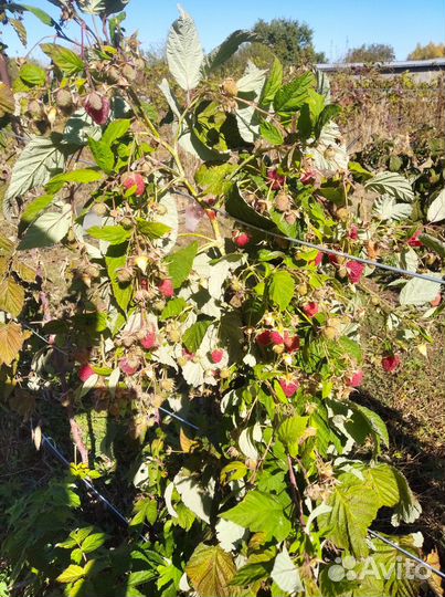 Саженцы малины