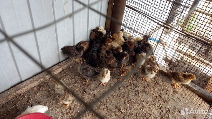 Цыплята несушки
