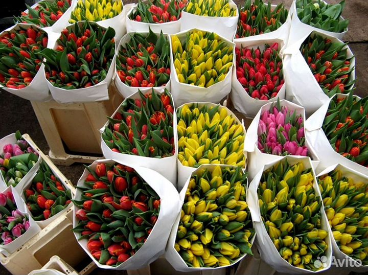 Тюльпаны оптом от производителя