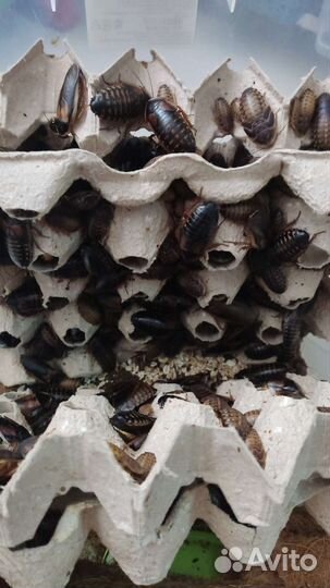 Аргентинский таракан