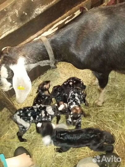 Коза ан покрытая, высокоудойная