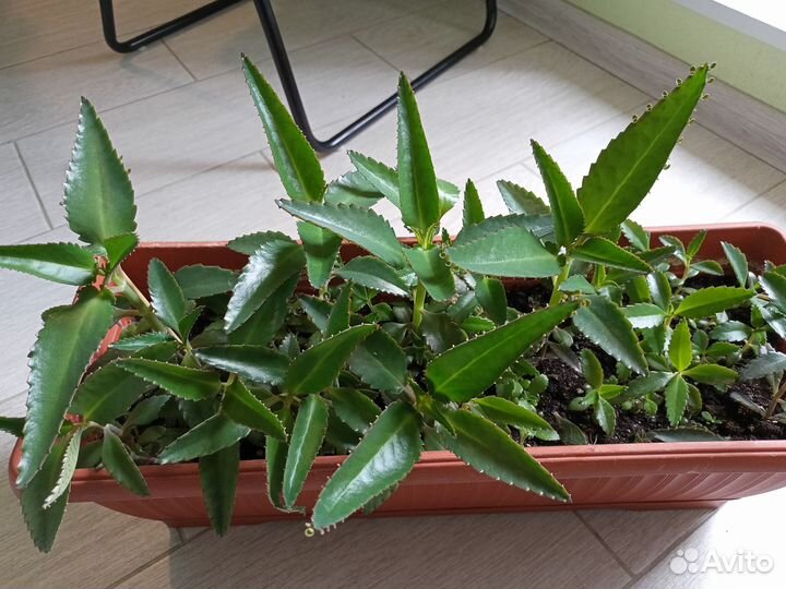 Каланхоэ лечебное, цветущий. Денежное дерево