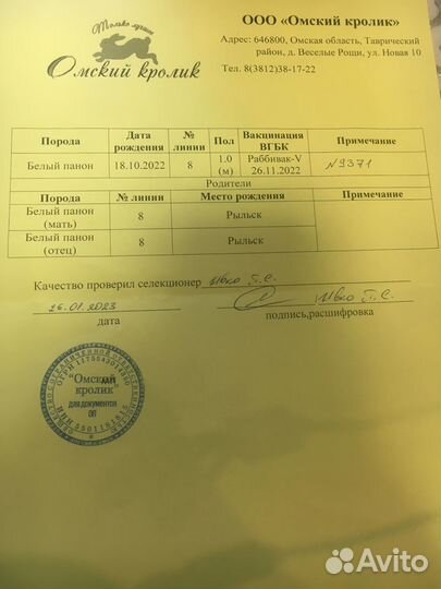 Кролики Мясного Направления Белый Паннон