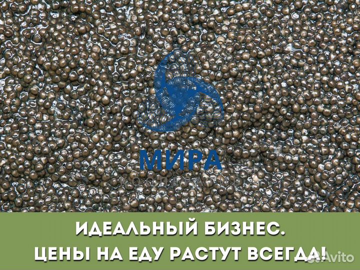 Инвестиции в производство икры и осетровую ферму