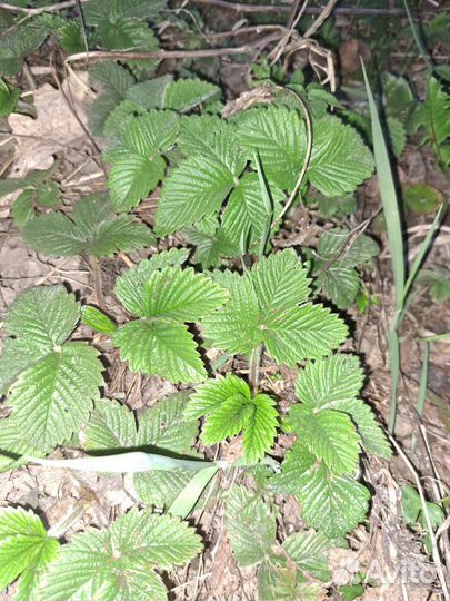 Земляника садовая крупная сладкая