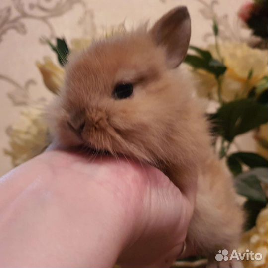 Карликовый кролик