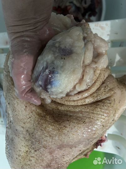 Гуси Линда живым весом