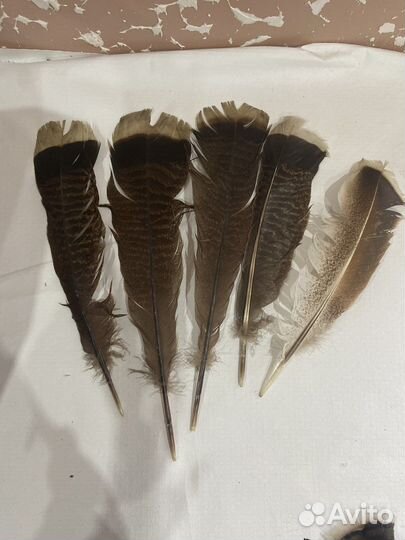 Перья ястреба