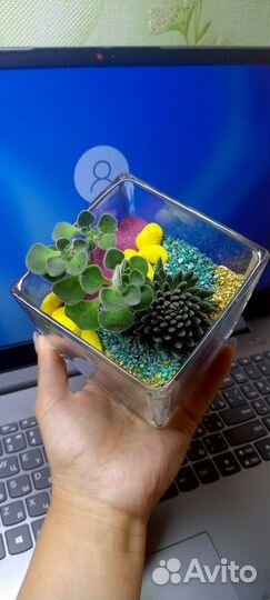 Флорариумы с суккулентами
