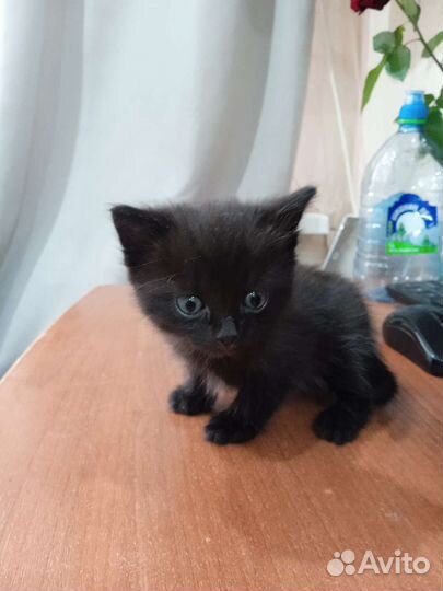 Котята в добрые руки бесплатно