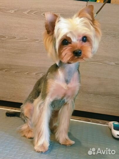 Грумер стрижка собак