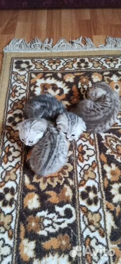 Британские вислоухие котята