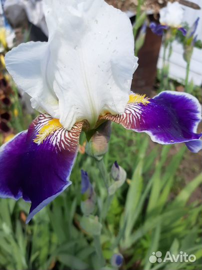 Ирисы бородатые