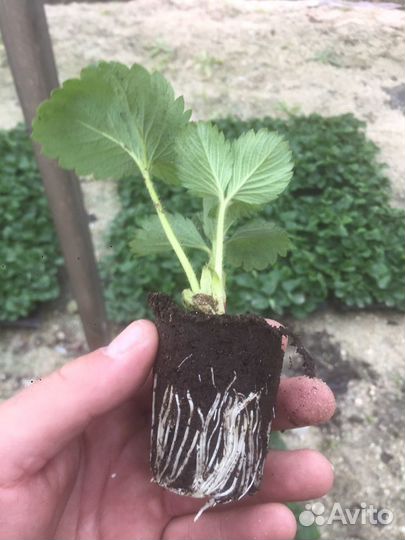 Кассетная рассада