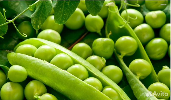 Горох (семена)