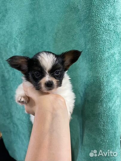 Щенки папийоны