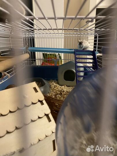 Хомяки с клеткой