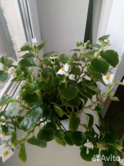 Бегония вечноцветущая белая