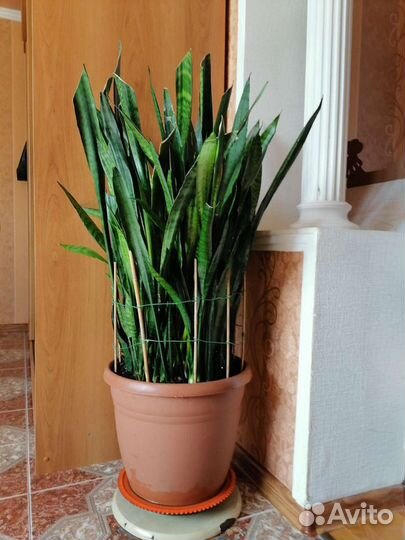Сансевиерия сортовая