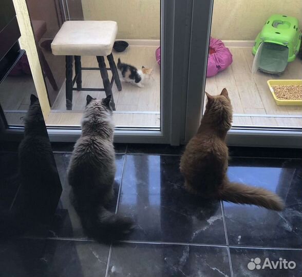 Трехцветная кошка бесплатно