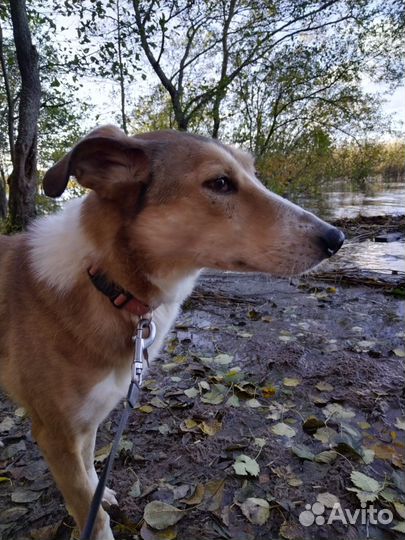 Рыжая собака