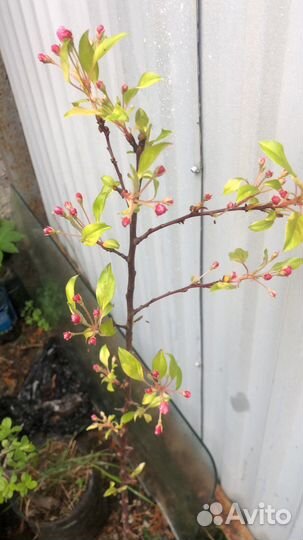 Райская яблоня зкс