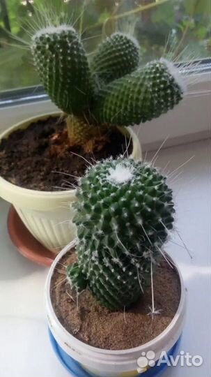 Кактус мамиллярия Спинозиссима