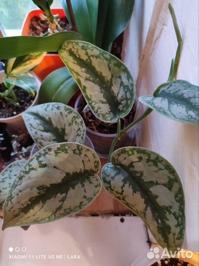 Сциндапсус, Филодендроны, Калатея, Ринг оф Файер