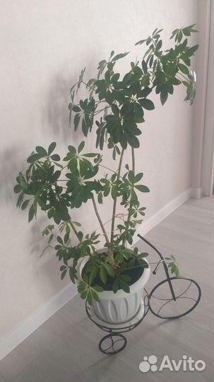 Комнатные цветы шефлера