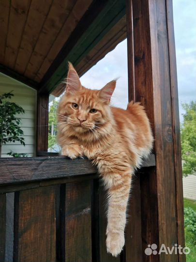 Мейн-кун и бенгал