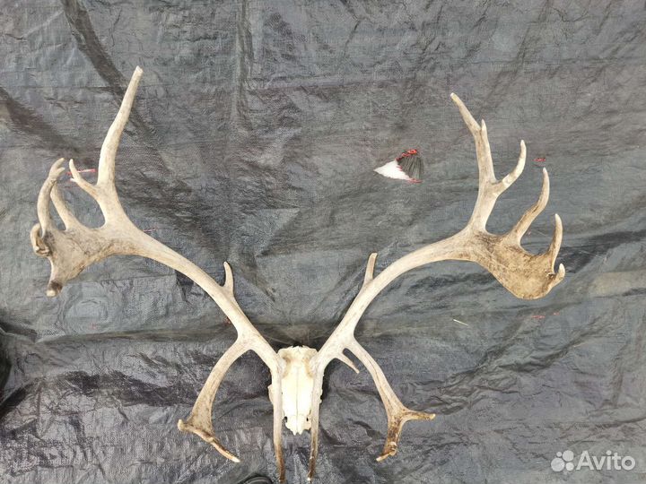 Рога оленя и лося