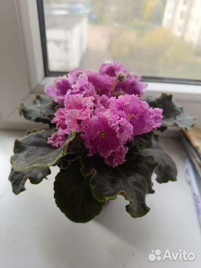 Сортовые фиалки