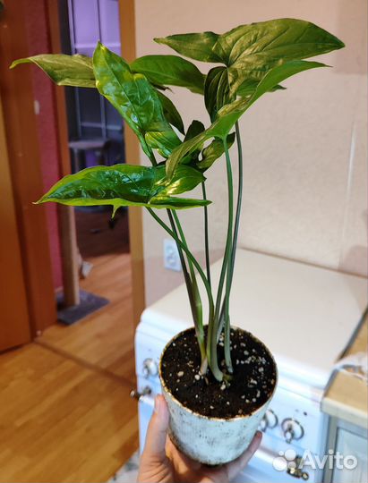 Сингониум Империал