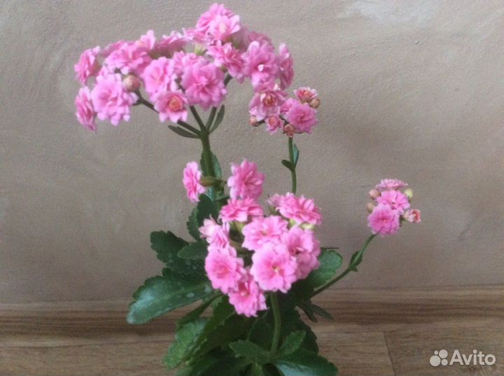 Каланхоэ Блоссфельда