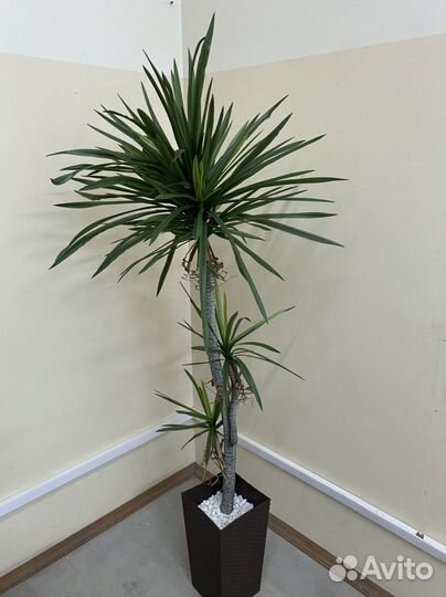 Стрелиция искусственная драцена