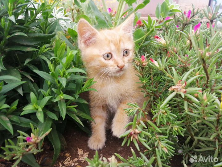 Котята в добрые руки бесплатно