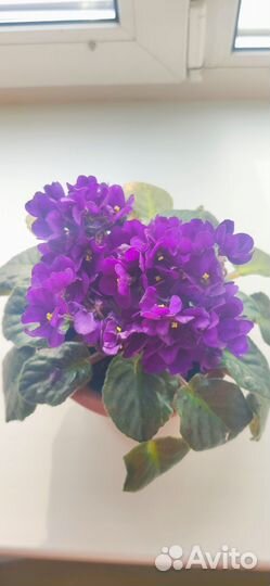 Цветы в горшке