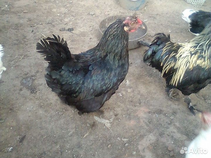 Куры петухи